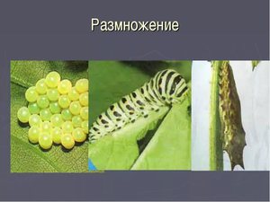 Размножение бабочки