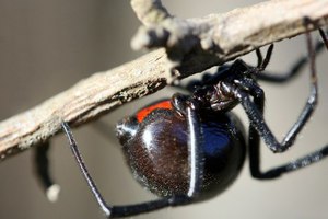 Ядовитые пауки