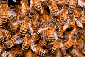 Пчелиная семья в улье