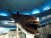 Пелагическая большеротая акула:  опасна ли для людей