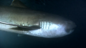 Пелагическая большеротая акула распространена по всему миру