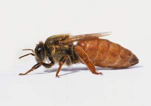  Порода пчёл бакфаст