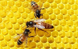 История возникновения пчел породы бакфаст
