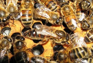 Сравнительная характеристика пчел бакфаст и карника 