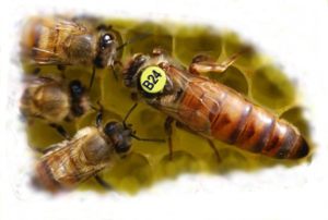  Недостатки пчел породы бакфаст