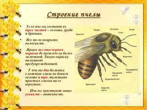 Как устроена пчела