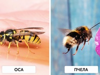 Как можно отличить осу от пчелы