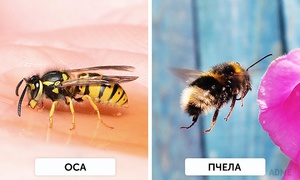 Как можно отличить осу от пчелы