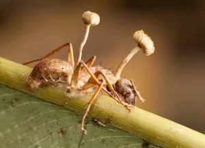 Грибы из рода Кордицепс убивают муравьев, прорастая из них