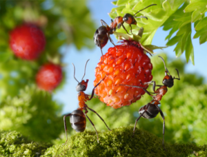 В саду муравьи поедают насекомых, но не откажутся и от сладких ягод