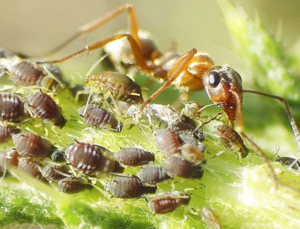 Интересен симбиоз муравьев и тлей- муравьи заботятся о них ради вкусной пади