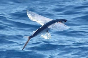 Неприметная рыба-летун