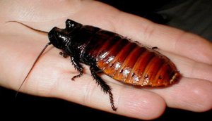 Крупный таракан из Африки