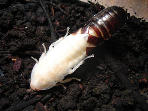 Личинка мадагаскарского шипящего таракана меняет свой панцирь