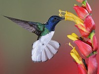 Колибри: описание внешнего вида