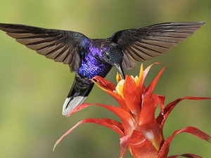 Как колибри пьет нектар