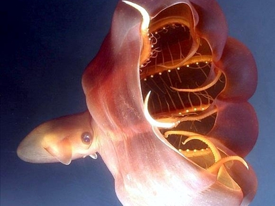 Фото кальмара и осьминога