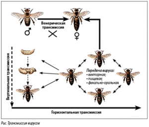 Острый паралич у пчел