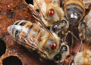 Варроатоз у пчел