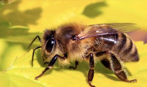Пчела на листе