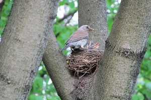 Гнездо рябинника на дереве