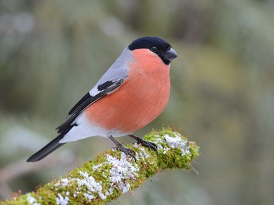Красногрудая птичка но не снегирь фото и описание