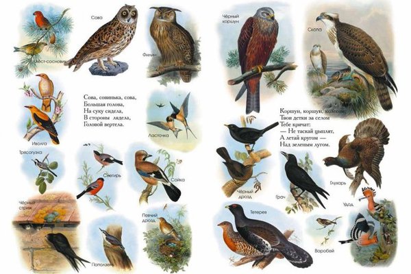 Птицы России из энциклопедии