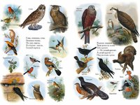 Птицы России из энциклопедии