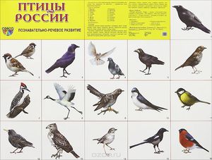 Птицы на территории  Росии