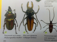 Разновидности насекомых