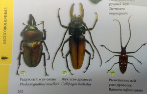 Разновидности насекомых