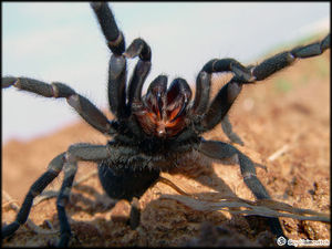 Описание паука тарантул