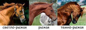 Разнообразие рыжей масти лошадей