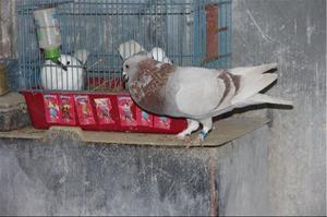 Процесс спаривания голубей