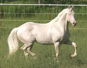  красивая лошадь белой масти