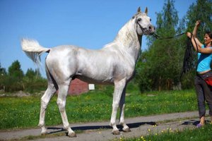 Арабская лошадь серого окраса