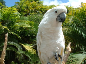 Попугай какаду-описание