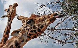 Чем питается жираф