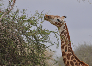 Как питается жираф