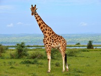 Описание жирафа