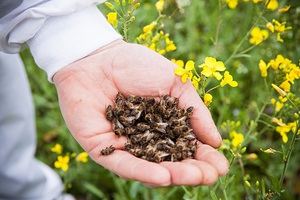 Особенности и свойства пчелиного подмора