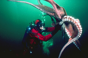 Осьминоги-гиганты и человек