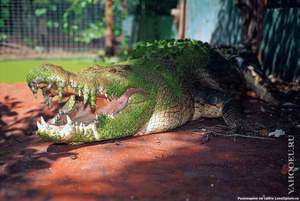 Среда обитания крокодилов