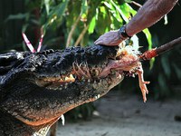 Возраст кроколдила