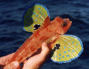Тригла -морской петух