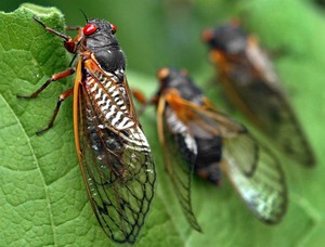 Удивительные насекомые - цикады