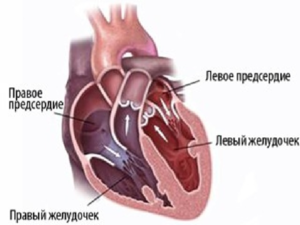 Сердце состоит из предсердий и желудочков, выполняющих свои функции