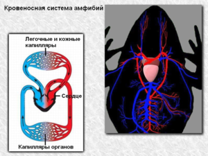 У амфибий и большинства рептилий сердце трехкамерное - два предсердия и желудочек