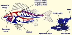 Кровеносная система рыб предполагает одно предсердие и желудочек
