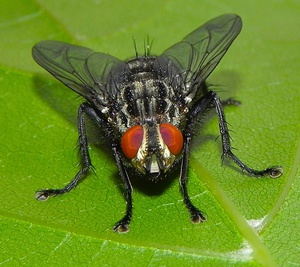 Обыкновенная муха